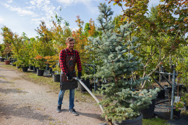 The Steps Involved in Our Tree Care Process in Dagsboro, DE